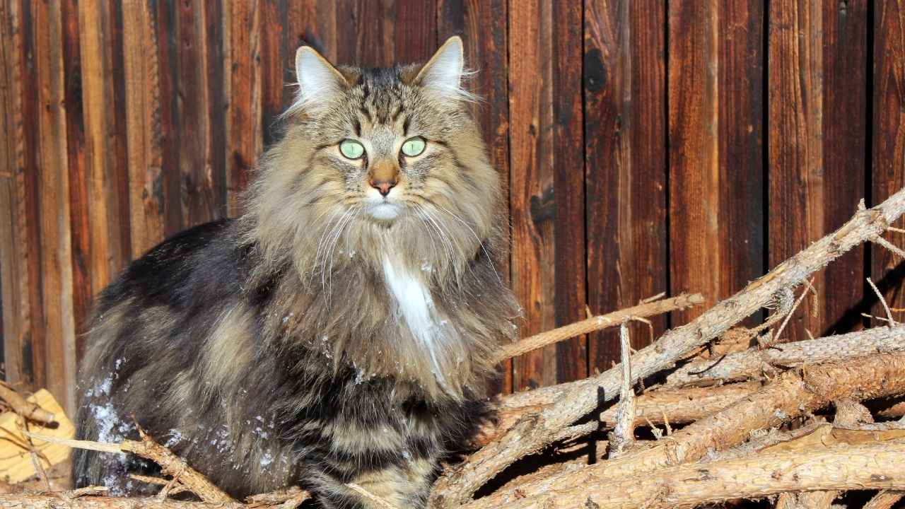 Norwegian Forest Cat