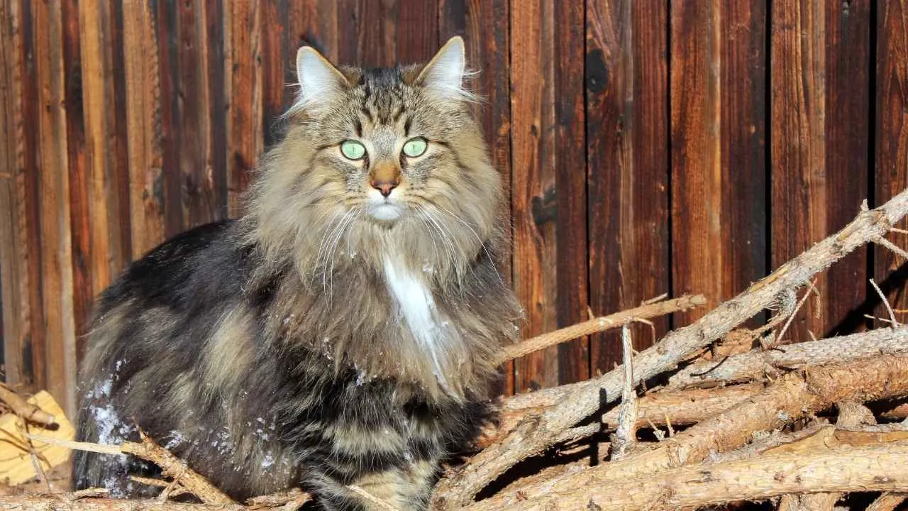 Norwegian Forest Cat