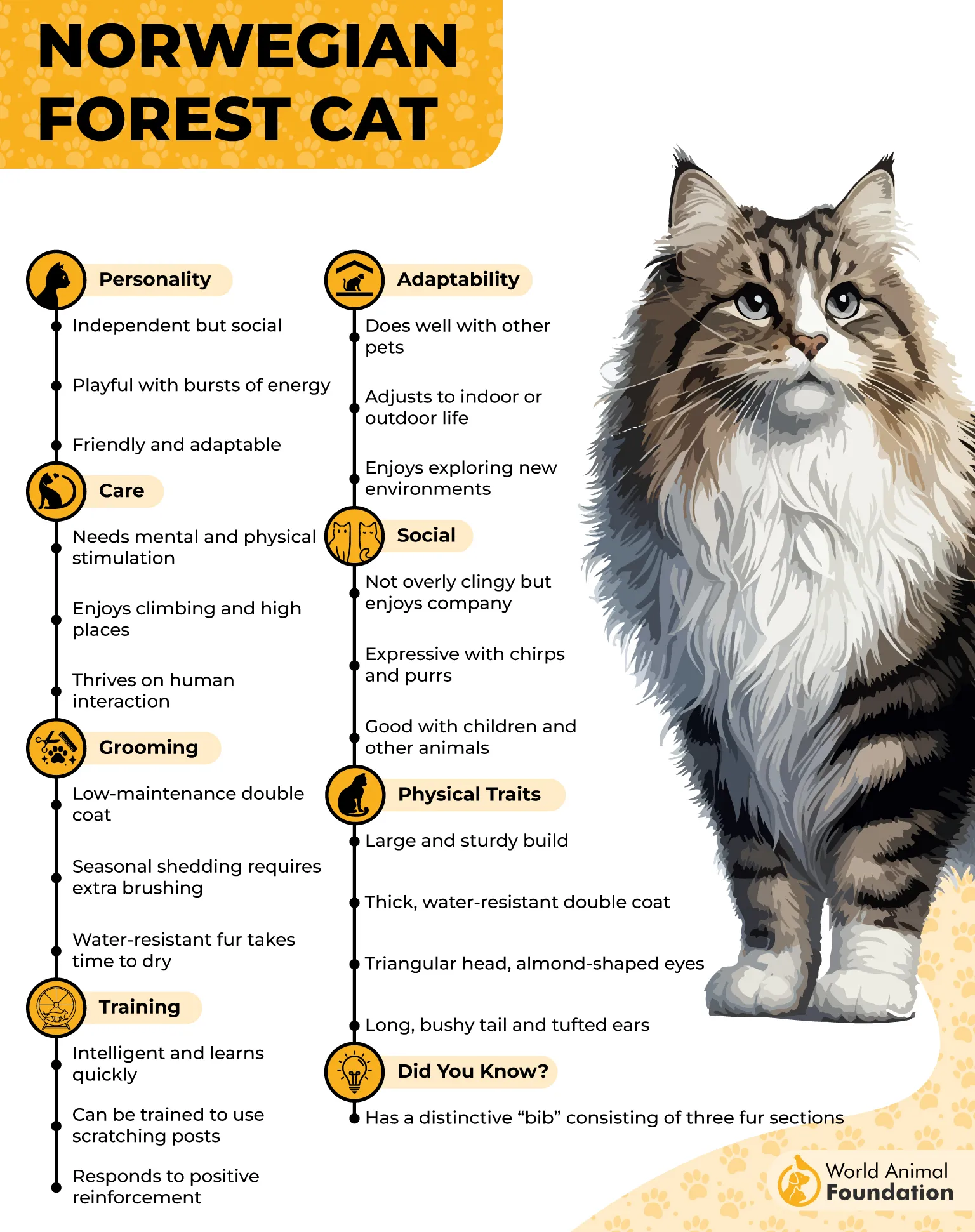 Norwegian Forest Cat Profile