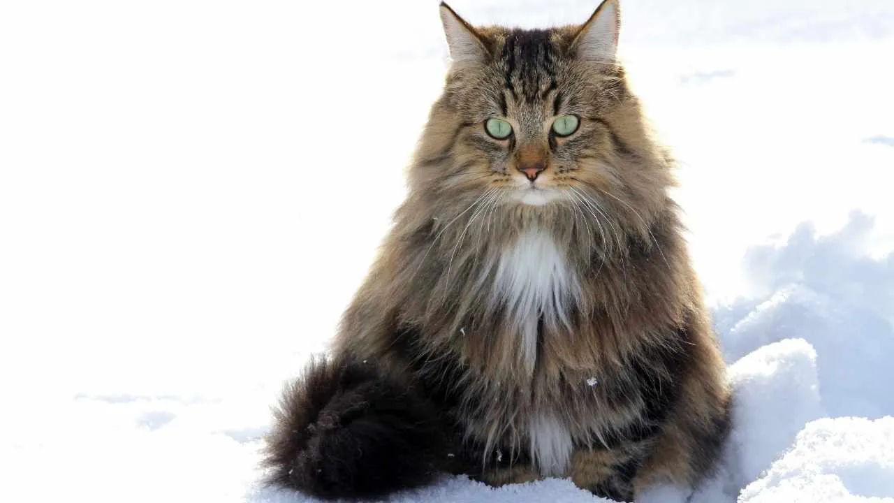 Norwegian Forest Cat