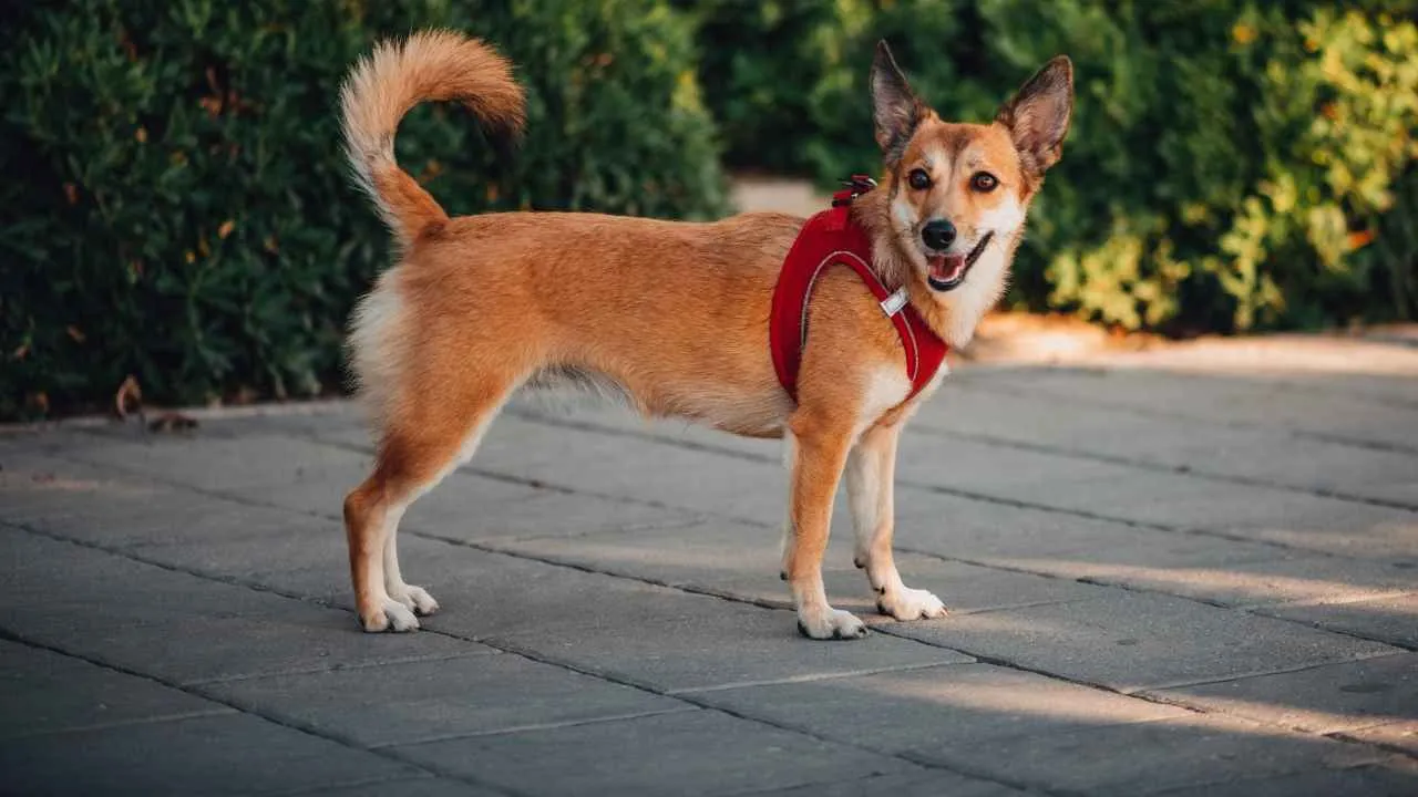 Norwegian Lundehund