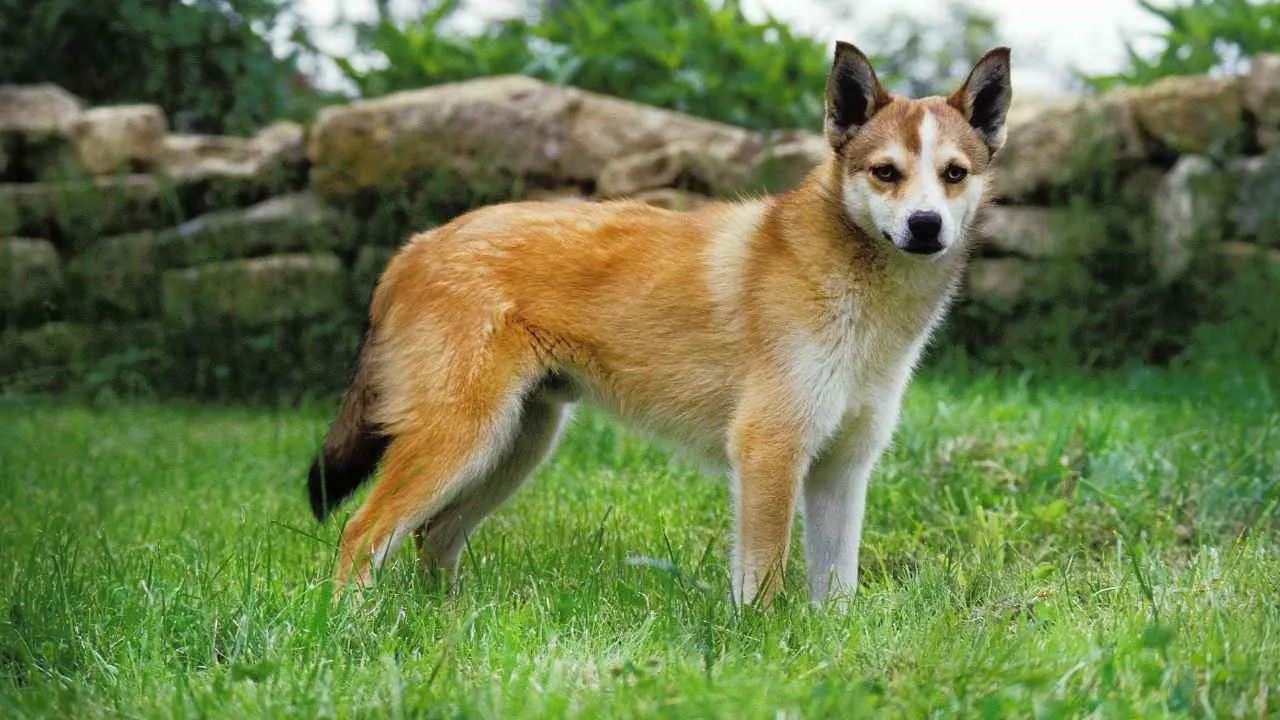Norwegian Lundehund
