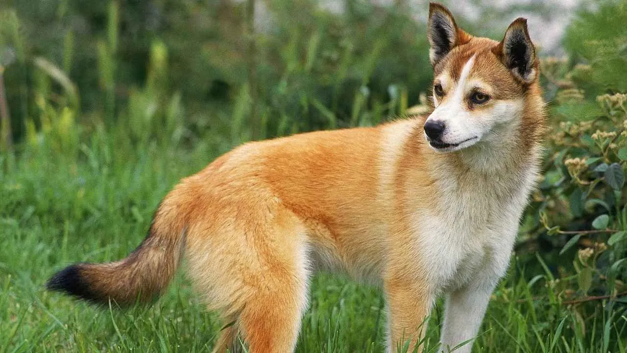 Norwegian Lundehund