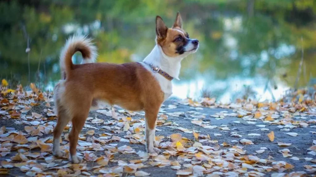 norwegian lundehund
