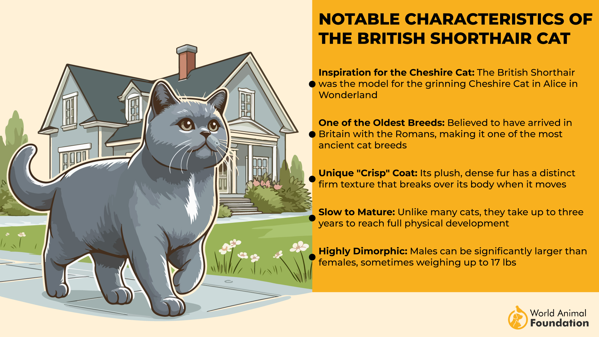 Notable Characteristics of the British Shorthair Cat-01