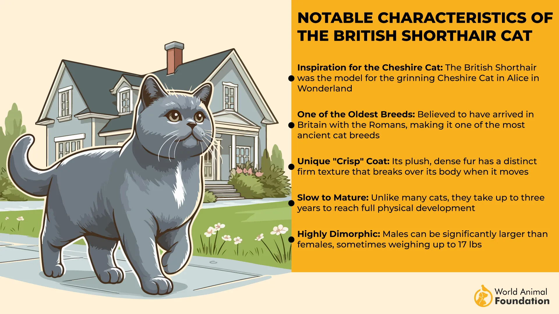 Notable Characteristics of the British Shorthair Cat-01