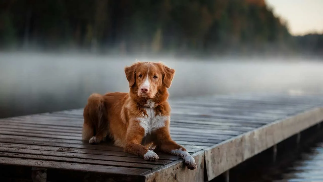 Nova Scotia Duck Tolling Retriever