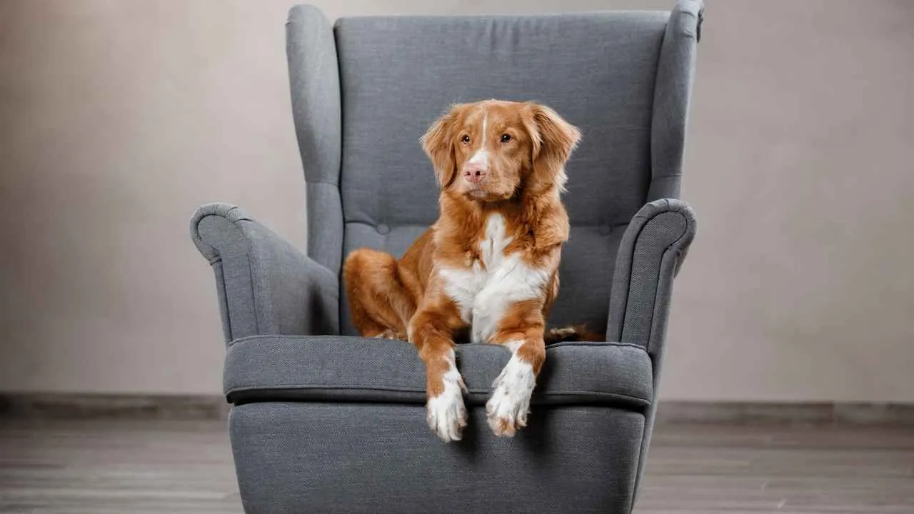 Nova Scotia Duck Tolling Retriever