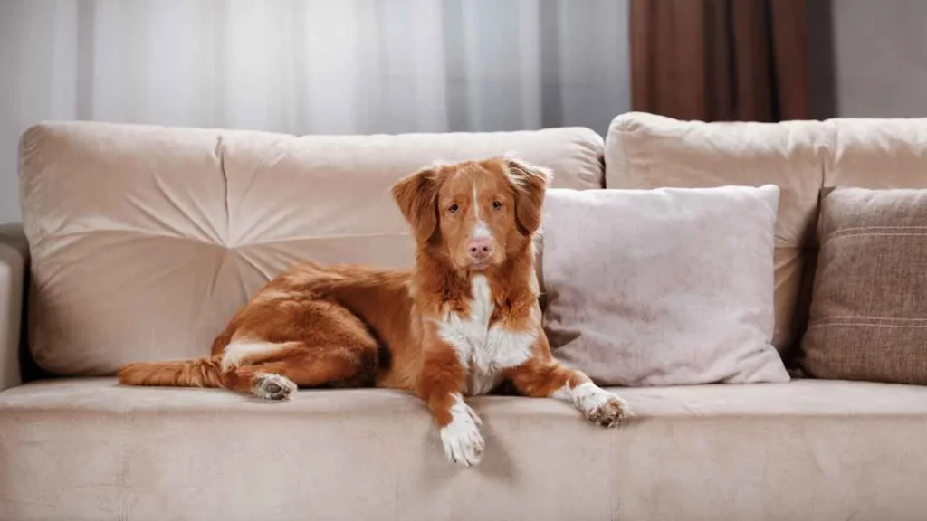 Nova Scotia Duck Tolling Retriever