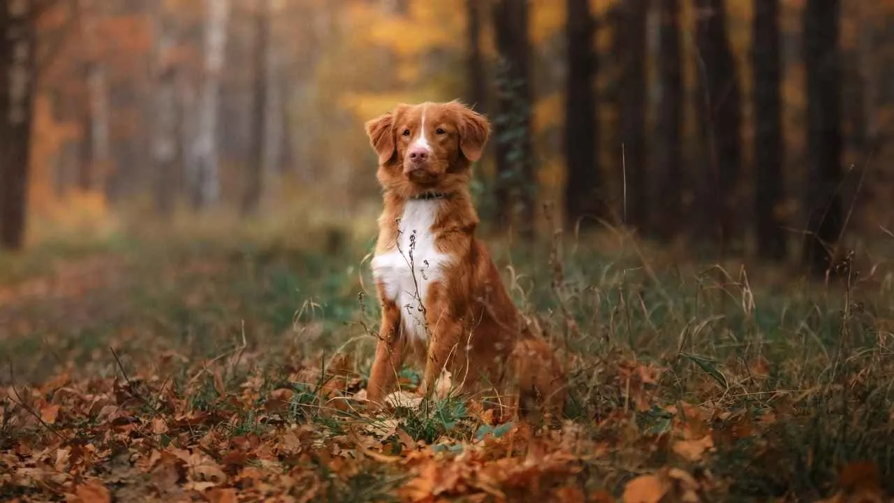 Nova Scotia Duck Tolling Retriever
