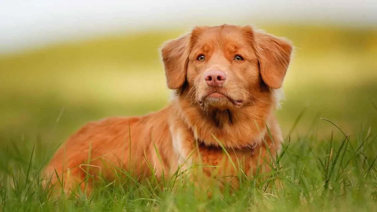 Nova Scotia Duck Tolling Retriever