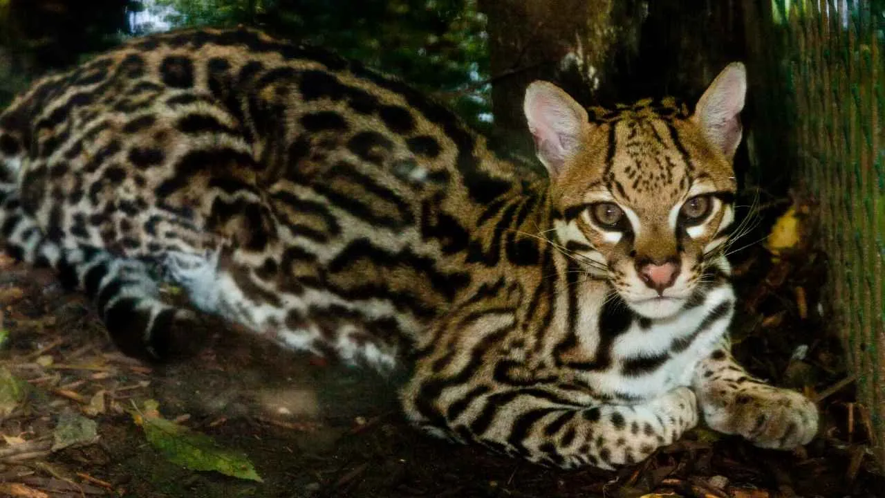 Ocelot