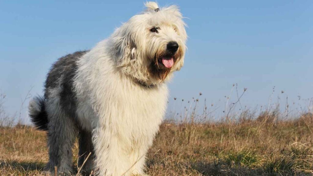 Old-English-Sheepdog-7-1