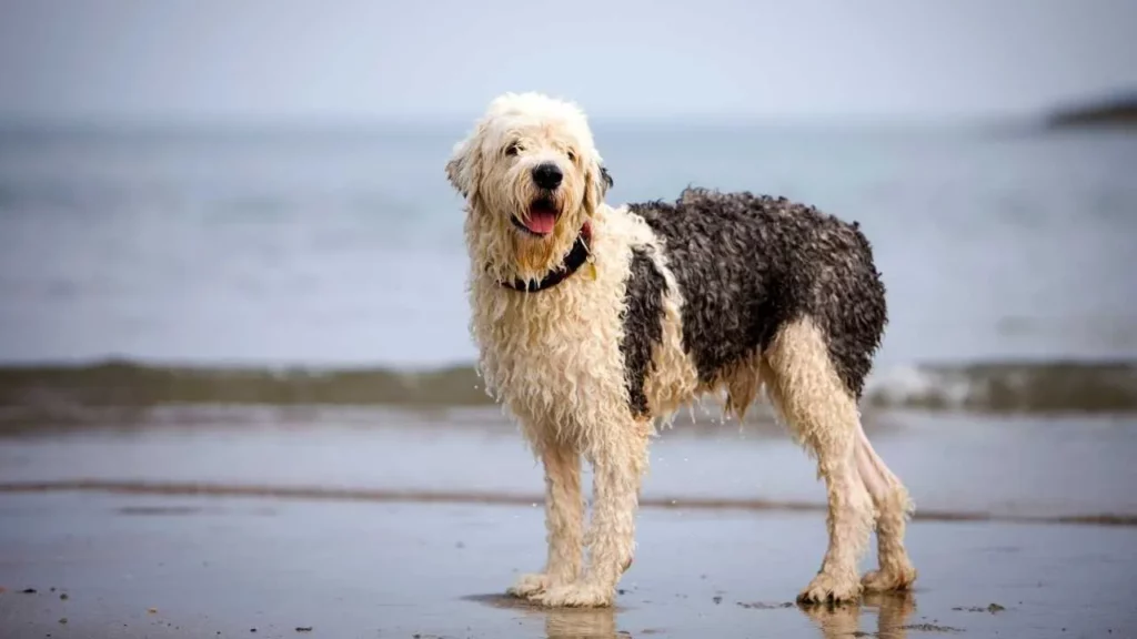 Old-English-Sheepdog-5