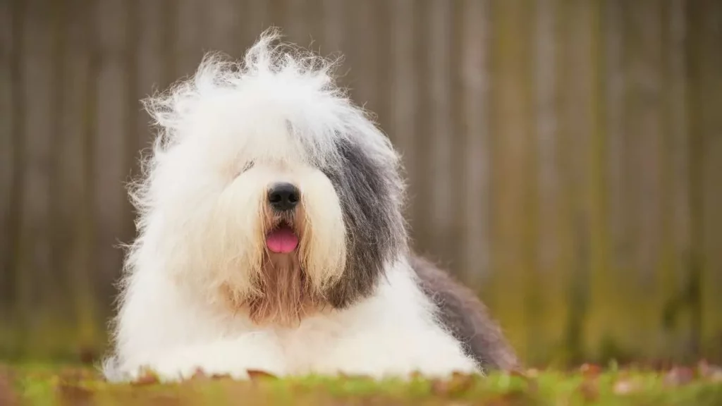 Old english sheepdog