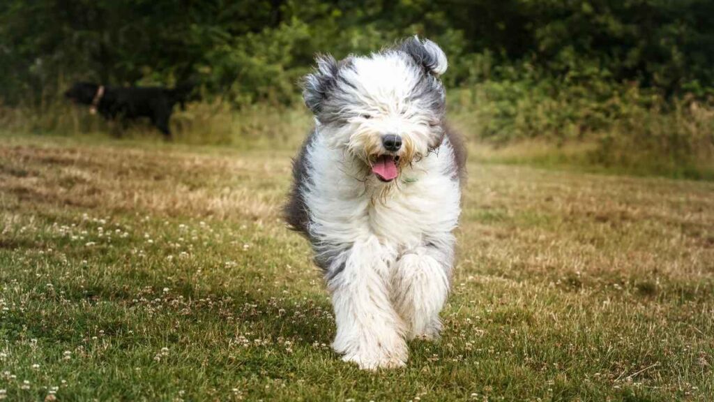 Old english sheepdog