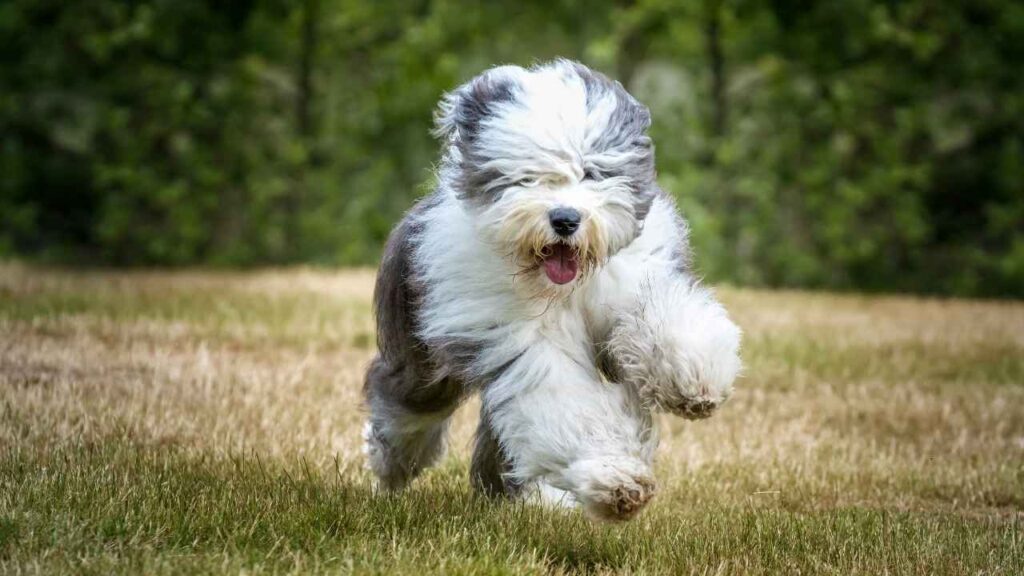 Top 7 Shaggy Dog Breeds with Adorable Fluffy Coats