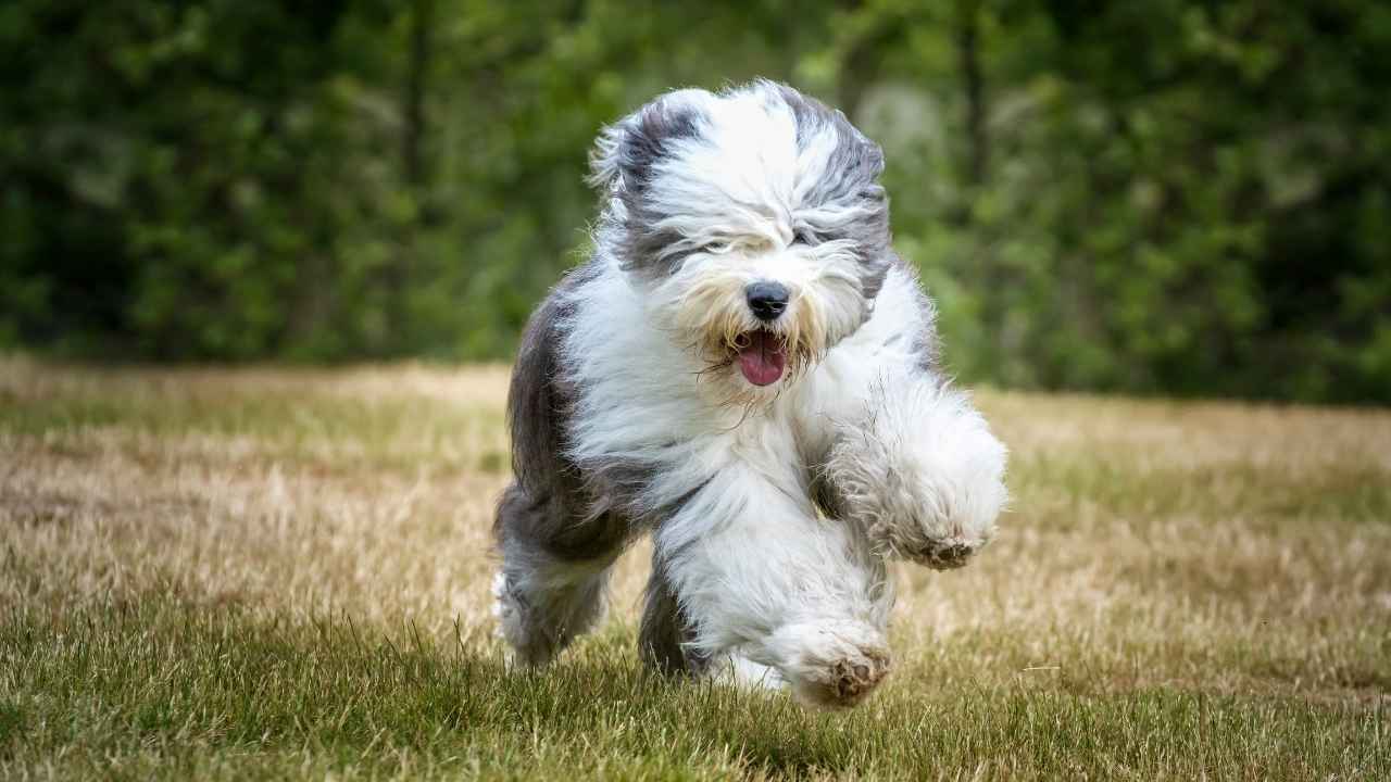 Top 7 Shaggy Dog Breeds with Adorable Fluffy Coats