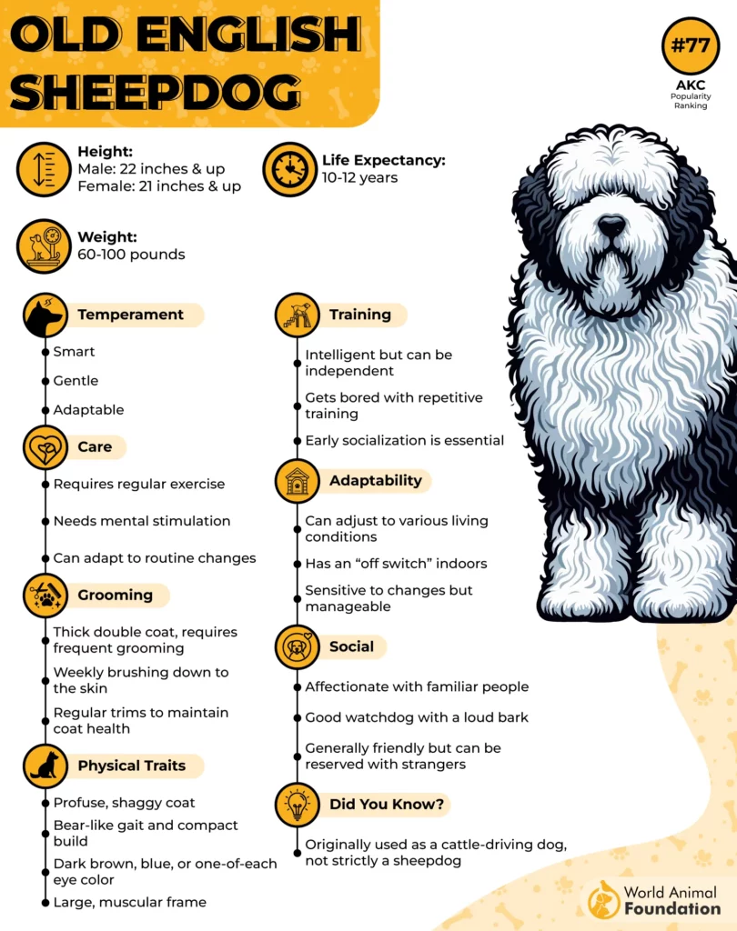 Old English Sheepdog