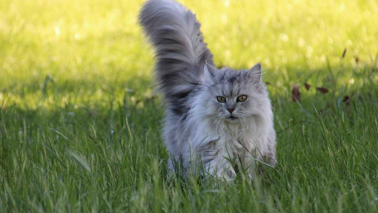Oriental Longhair