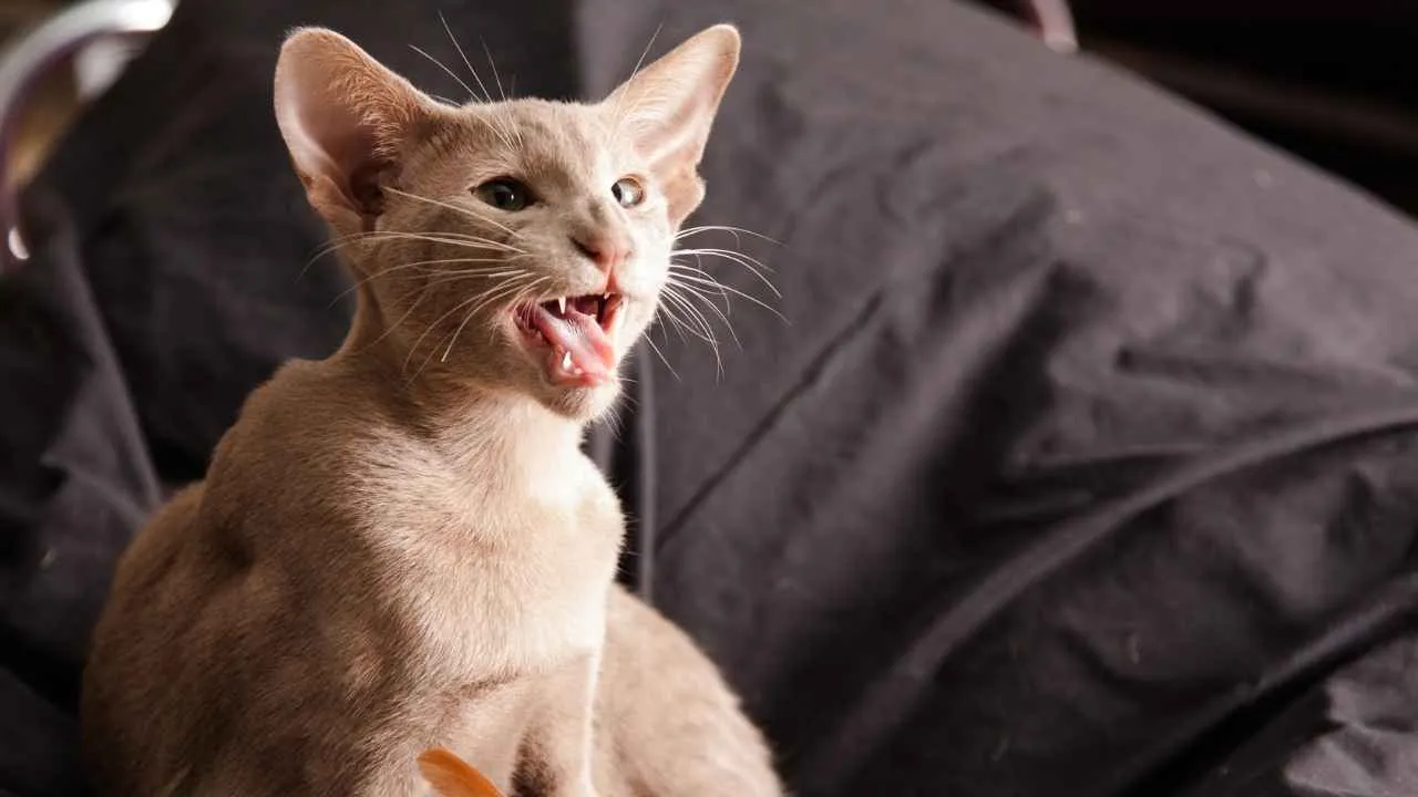 Oriental Shorthair