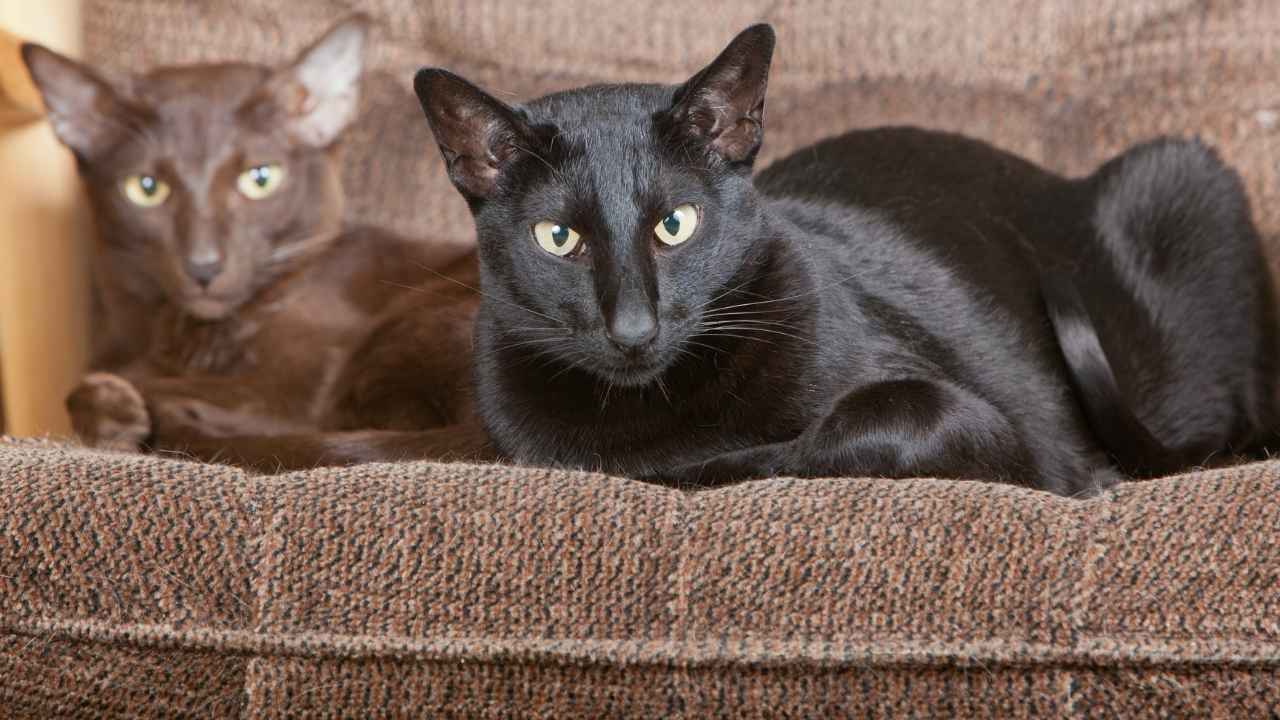 Oriental Shorthair