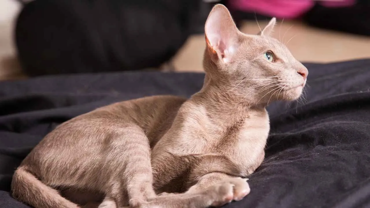 Oriental Shorthair