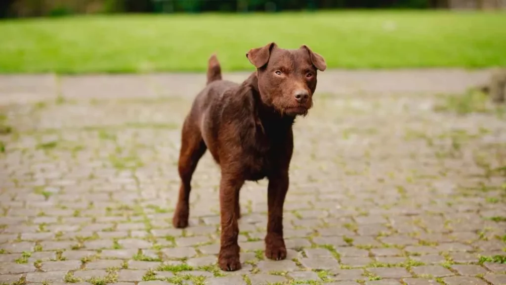 Patterdale Terrier