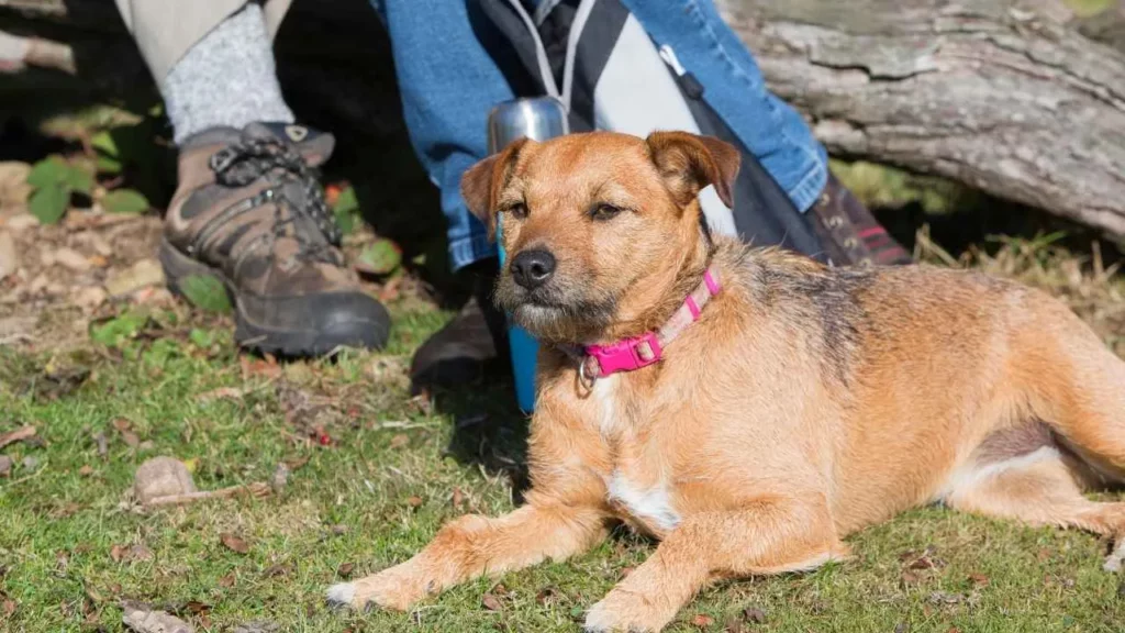 Patterdale Terrier