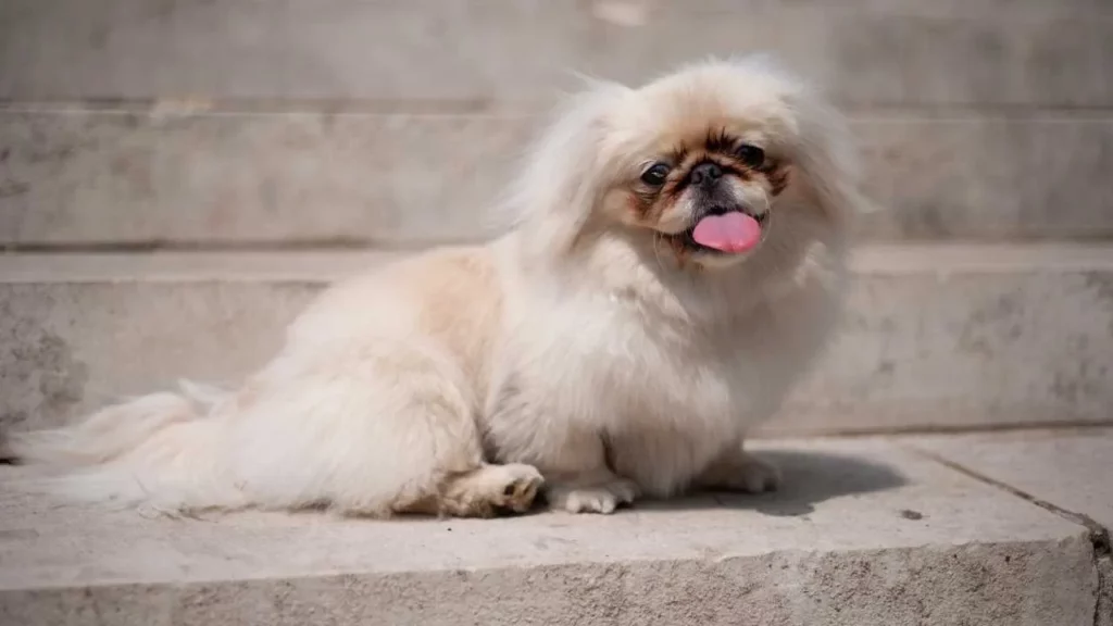 Pekingese-11
