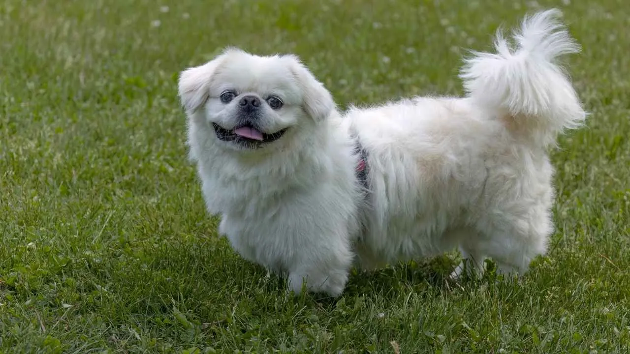 Pekingese