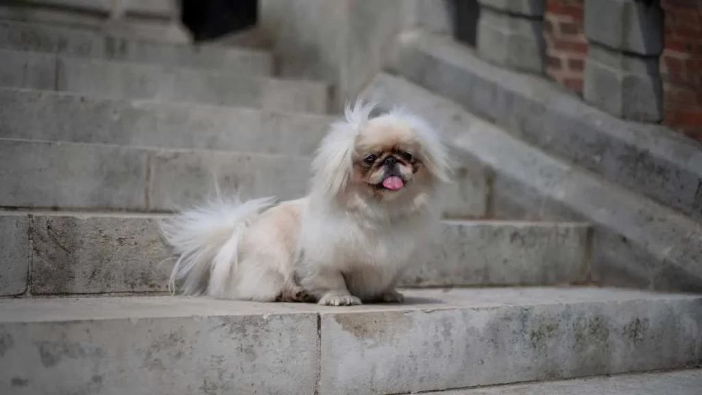 Pekingese-19