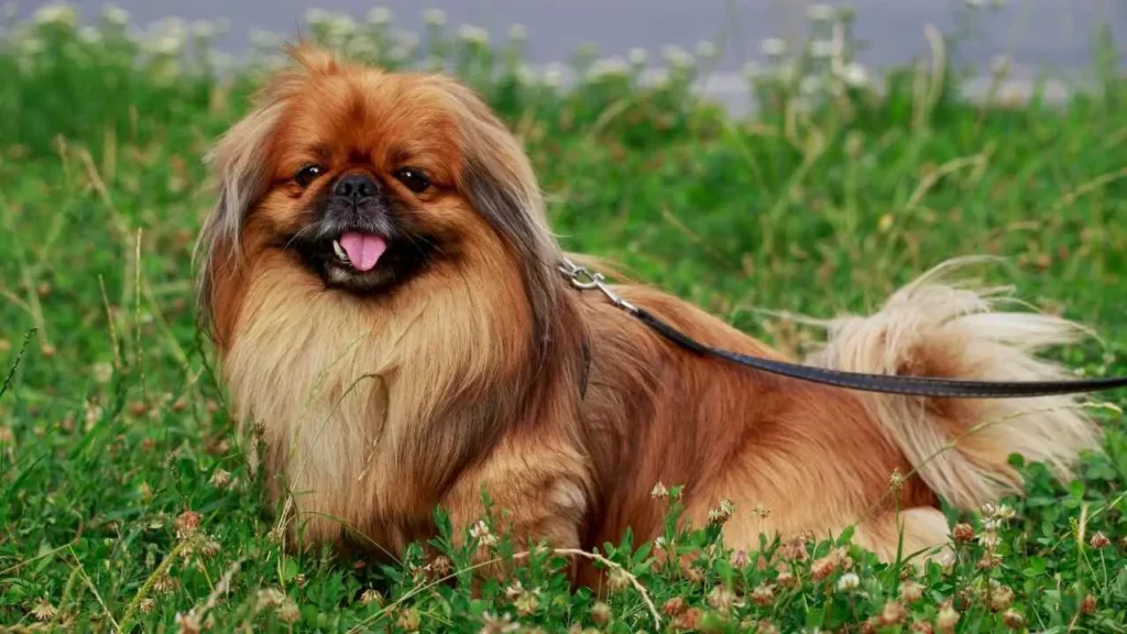 Pekingese