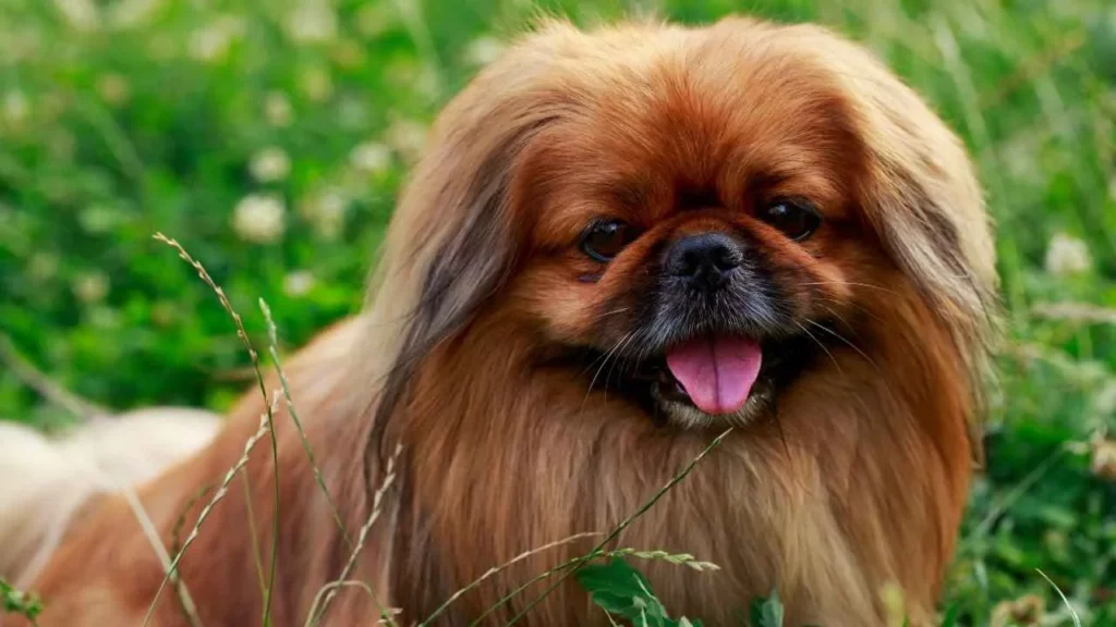 Pekingese-3