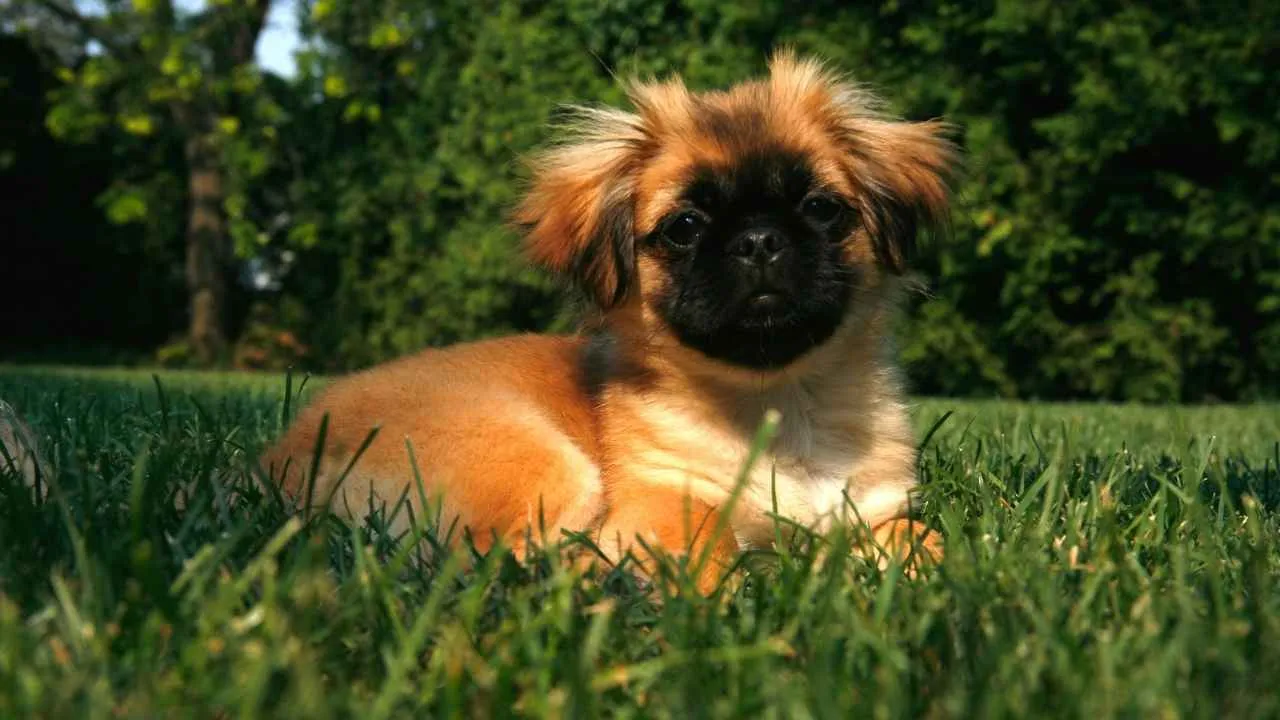 Pekingese
