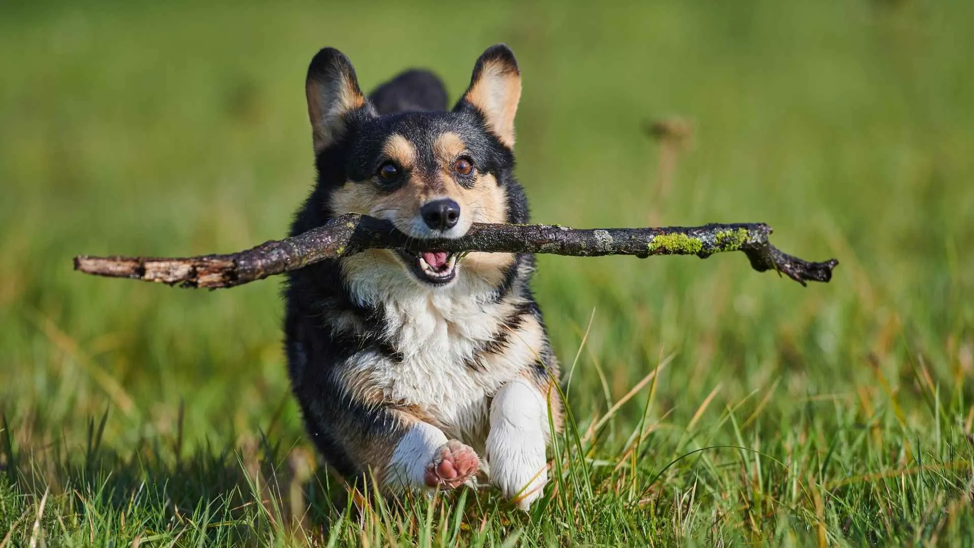 Pembroke Welsh Corgi
