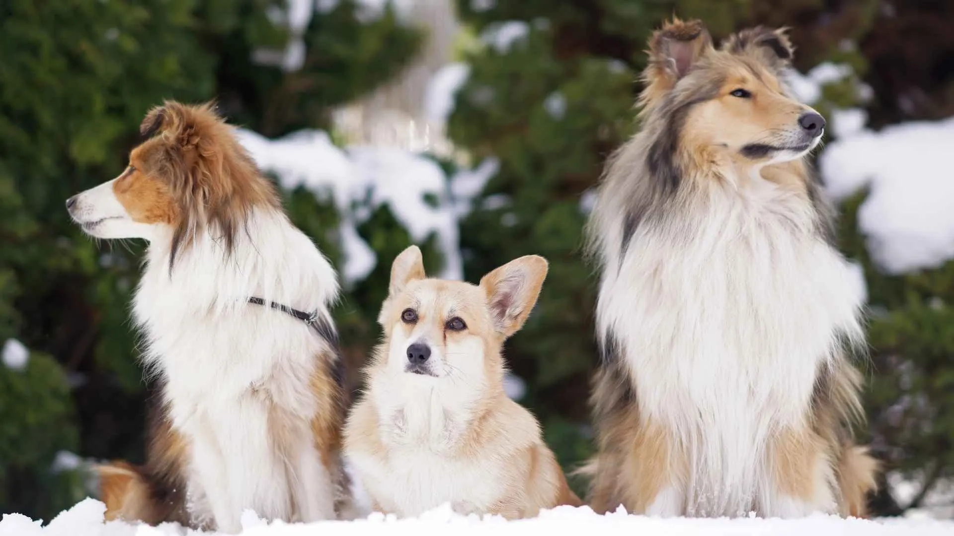 Pembroke Welsh Corgi