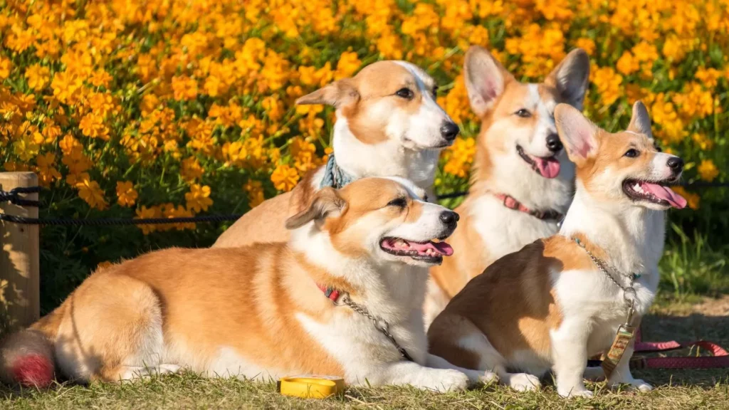 Pembroke Welsh Corgi