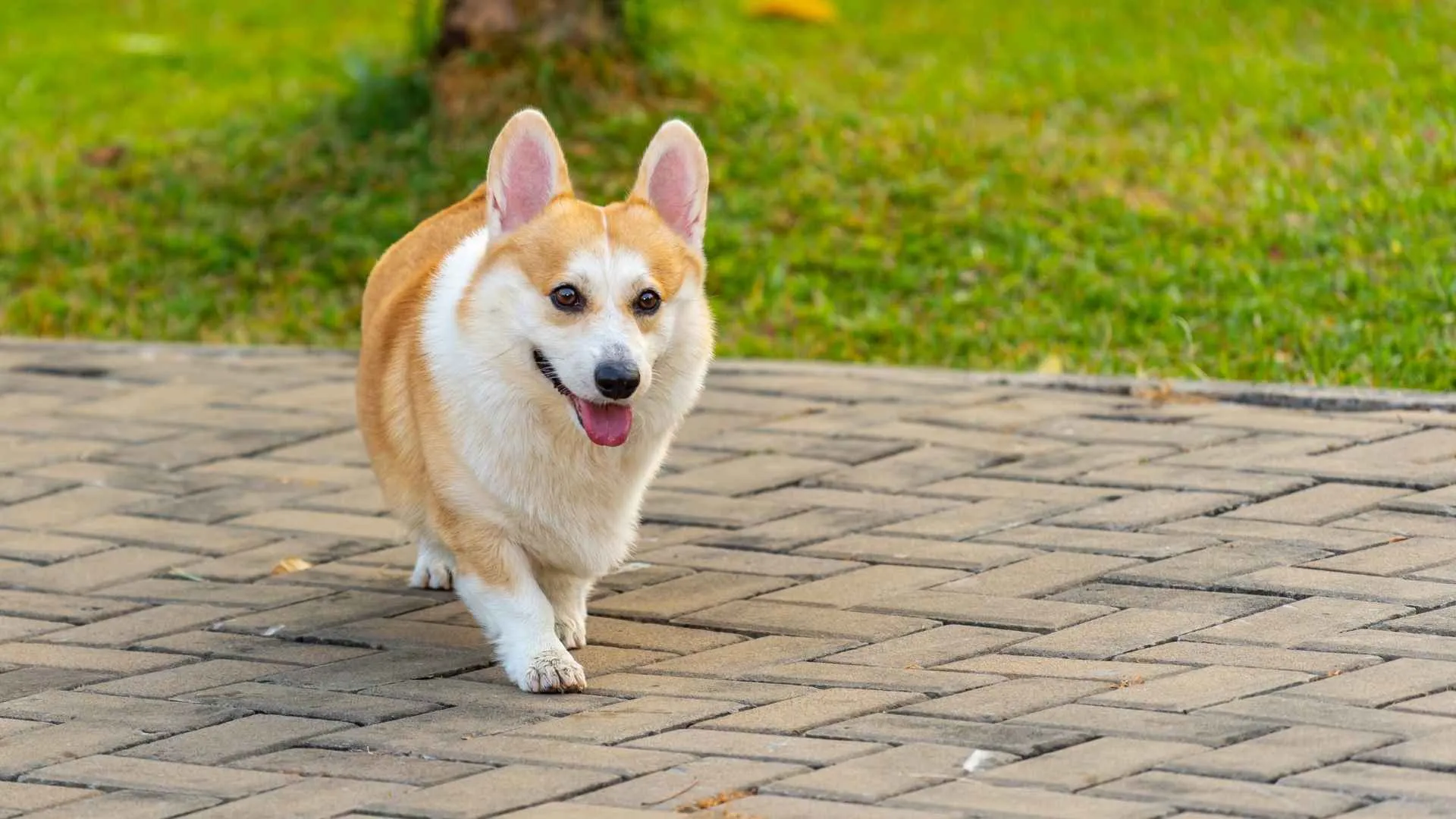Pembroke Welsh Corgi