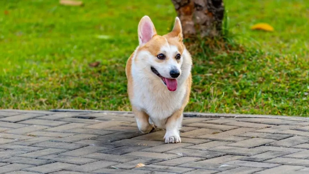 Corgi