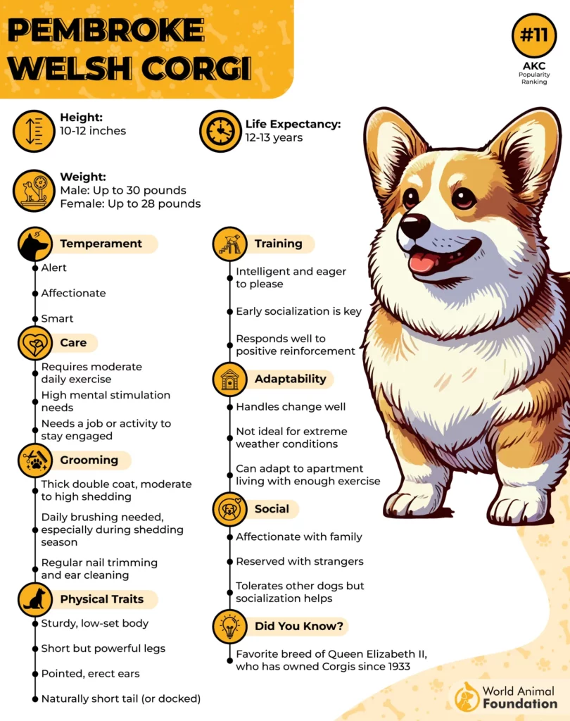 Pembroke Welsh Corgi