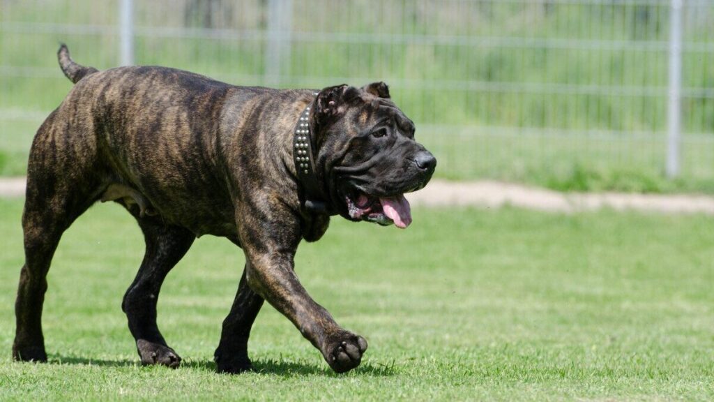 Perro de Presa Canario