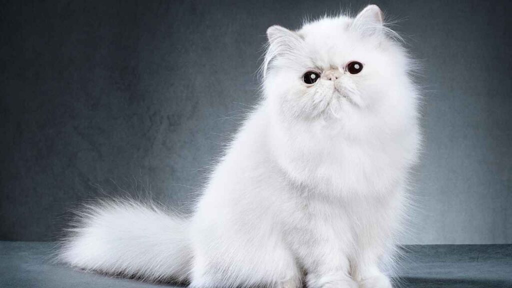 Persian