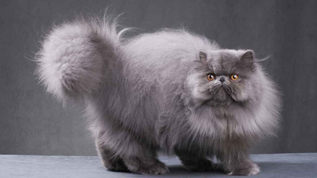Persian