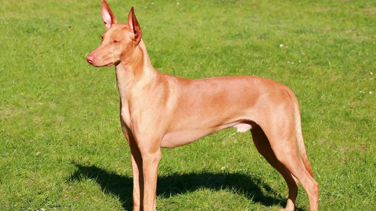 Pharaoh Hound