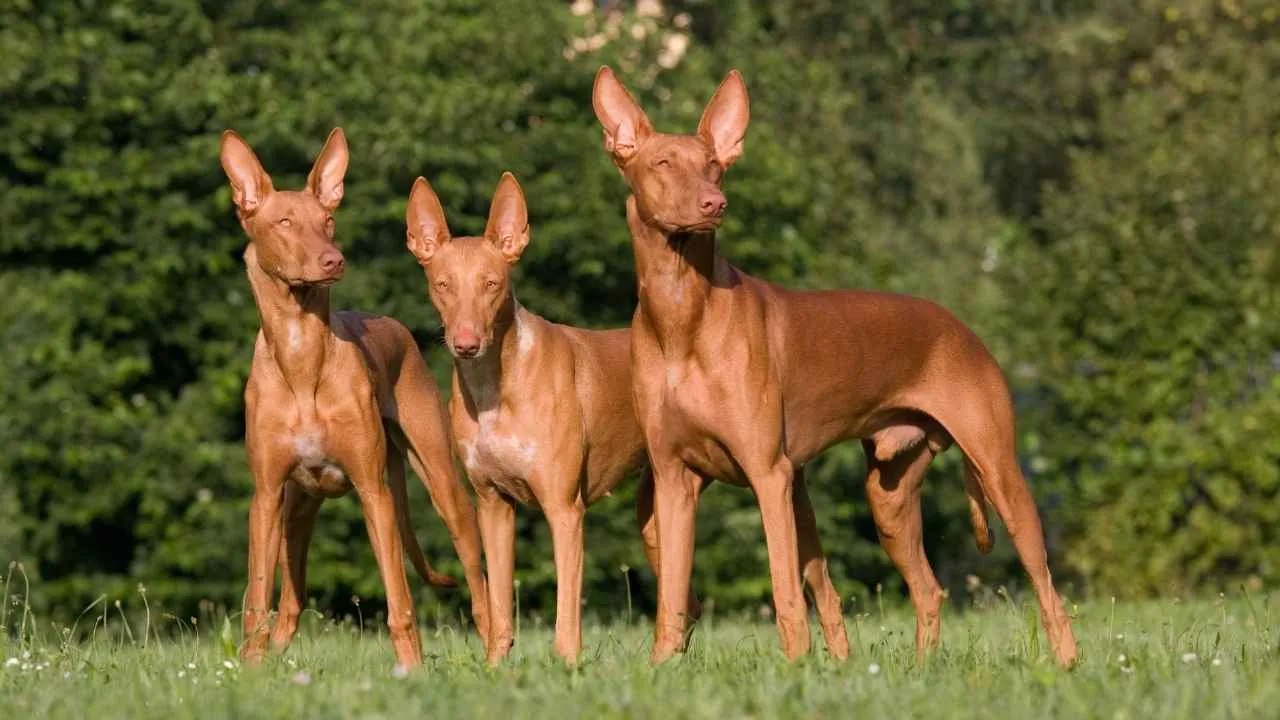 Pharaoh Hound