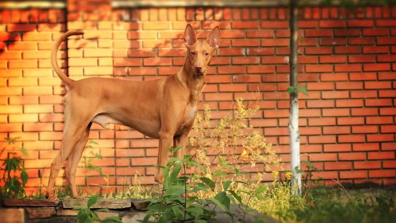 Pharaoh Hound