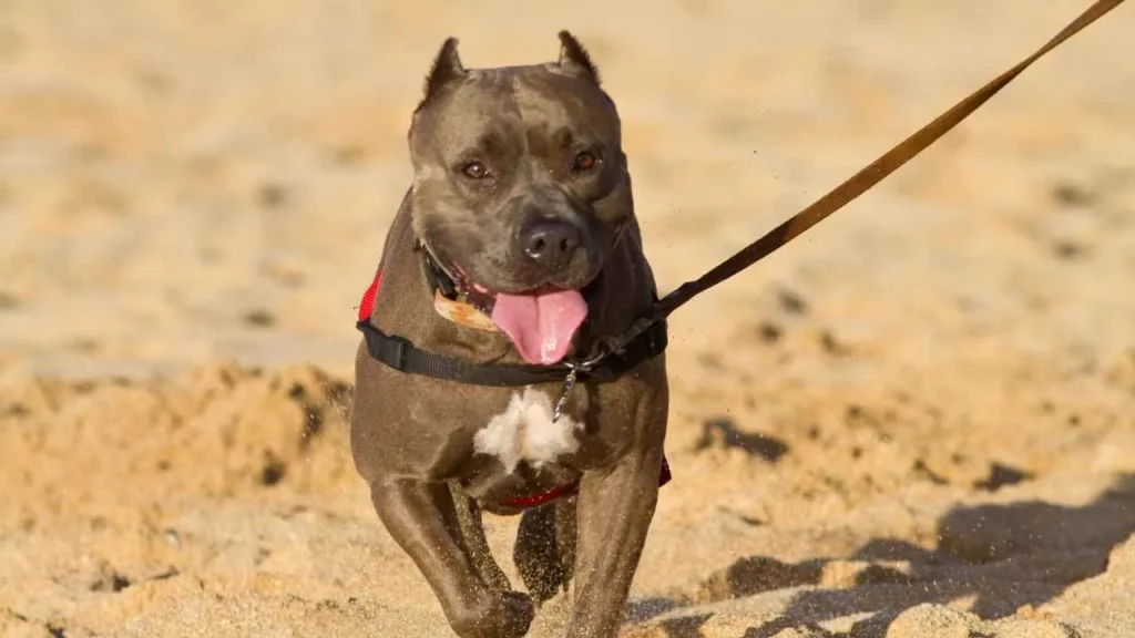 pit bull