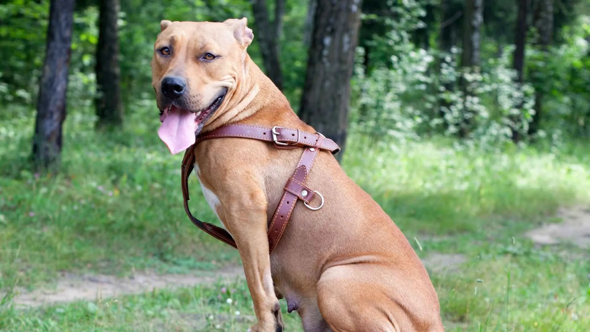 Pit Bull