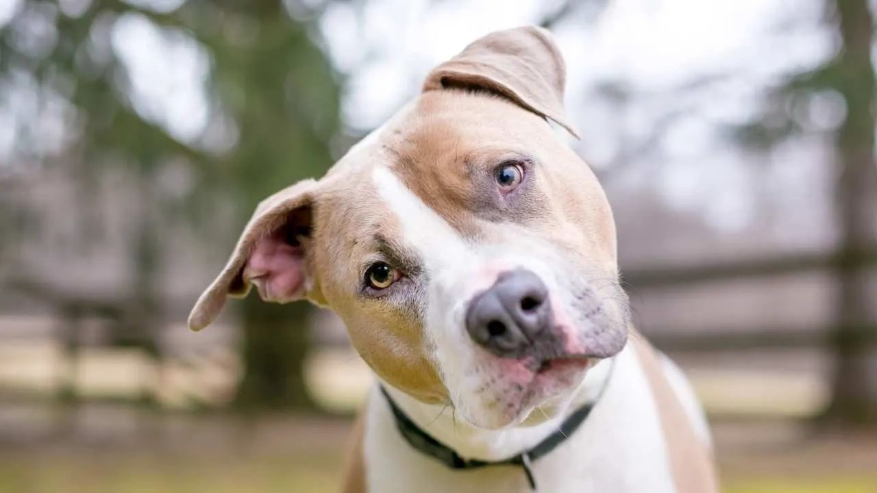Pit Bull